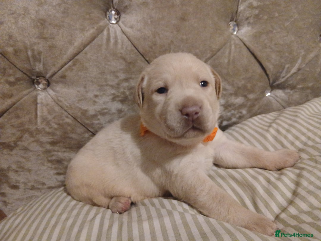 Labrador Retriever dogs for sale: 3 gorgeous playful labrador puppies available - Image 6