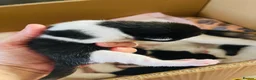 Mixed Breed cats for sale: Four mixed breed kittens in Bedford - Advert 4