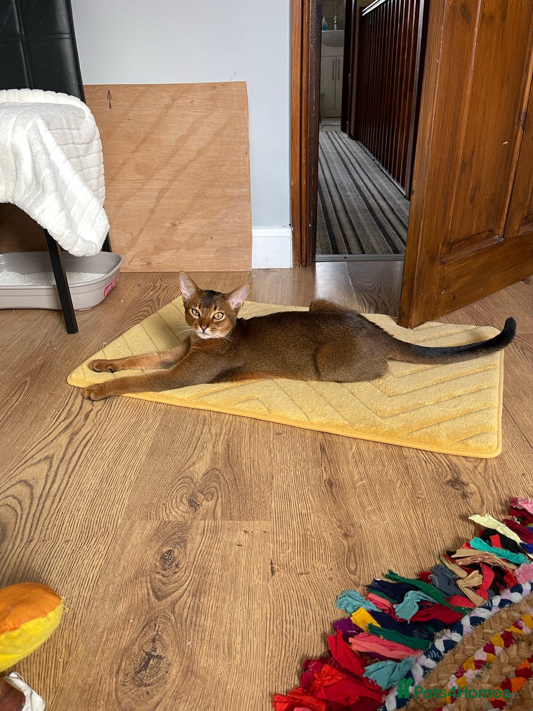 Abyssinian cats for stud: Champion line Aby boy for stud in Romford - Image 11