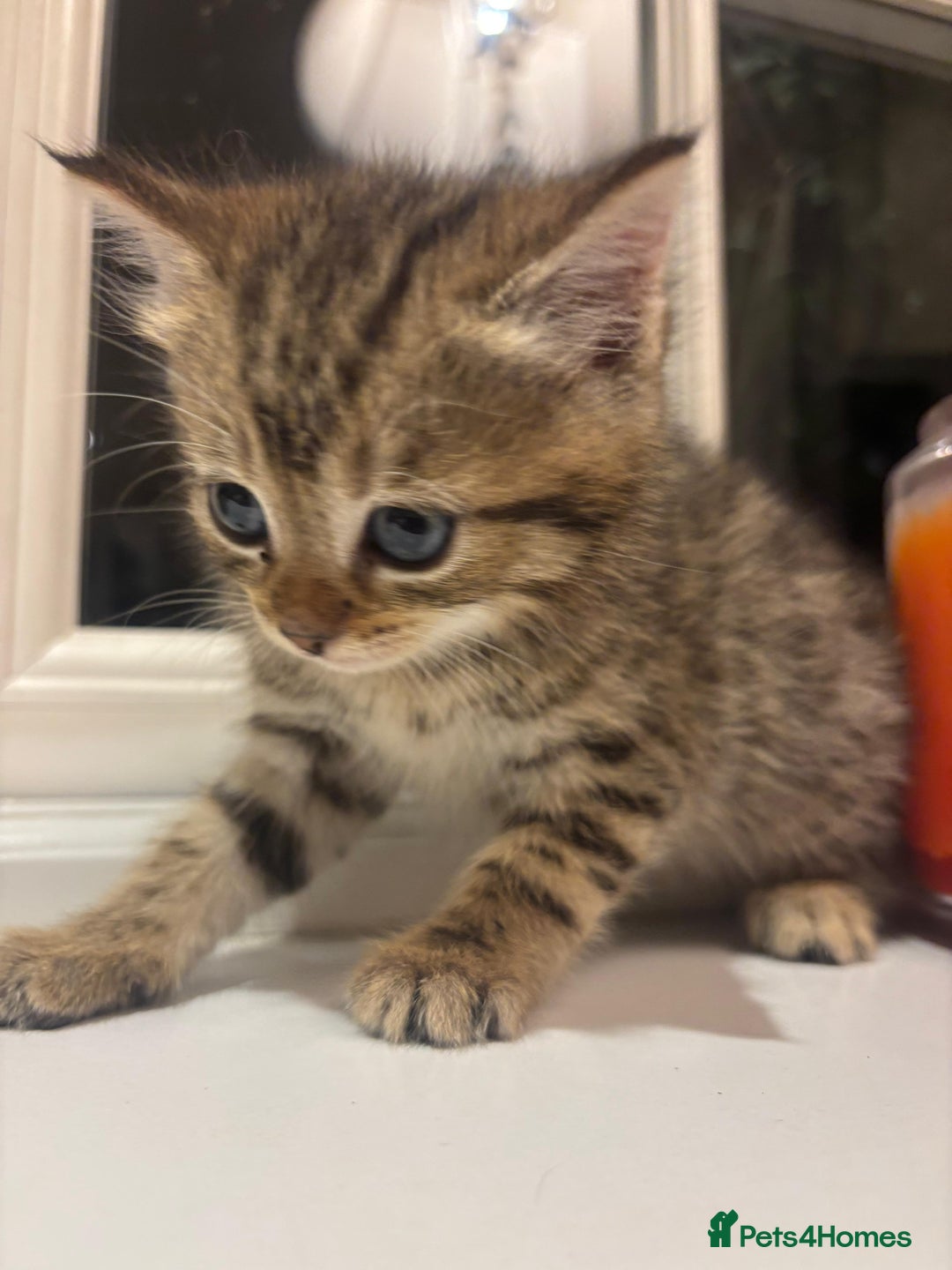 Mixed Breed cats for sale: 4 Persian chinchilla mix breed kittens  - Image 16