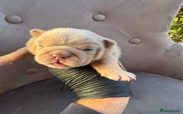 English Bulldog dogs for sale: KC Quality English Bulldogs  - Image 10