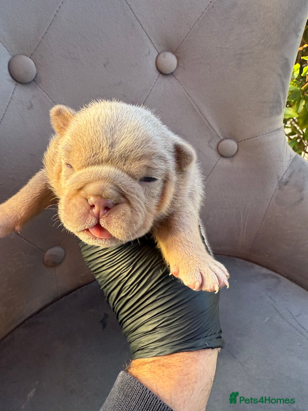 English Bulldog dogs for sale: KC Quality English Bulldogs  - Image 10