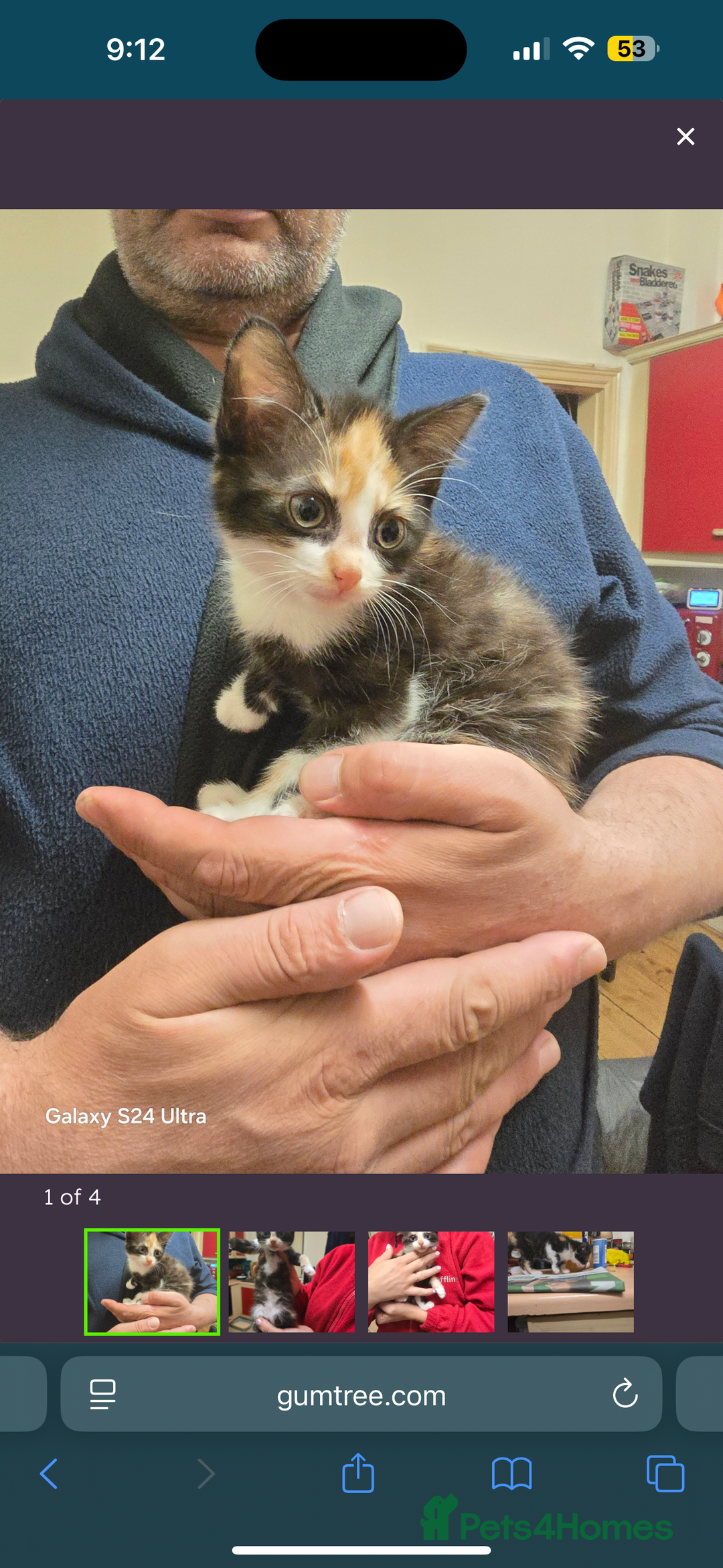 Domestic Shorthair cats for sale: Kitten for sale  - Image 3