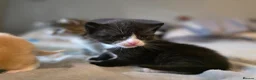 Mixed Breed cats for sale: 3 gorgeous kittens looking for their forever homes - Advert 6