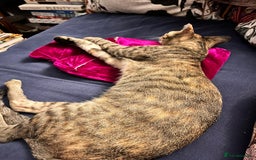 Mixed Breed cats for adoption: Sassy girl seeks experienced cat person  - Image 4