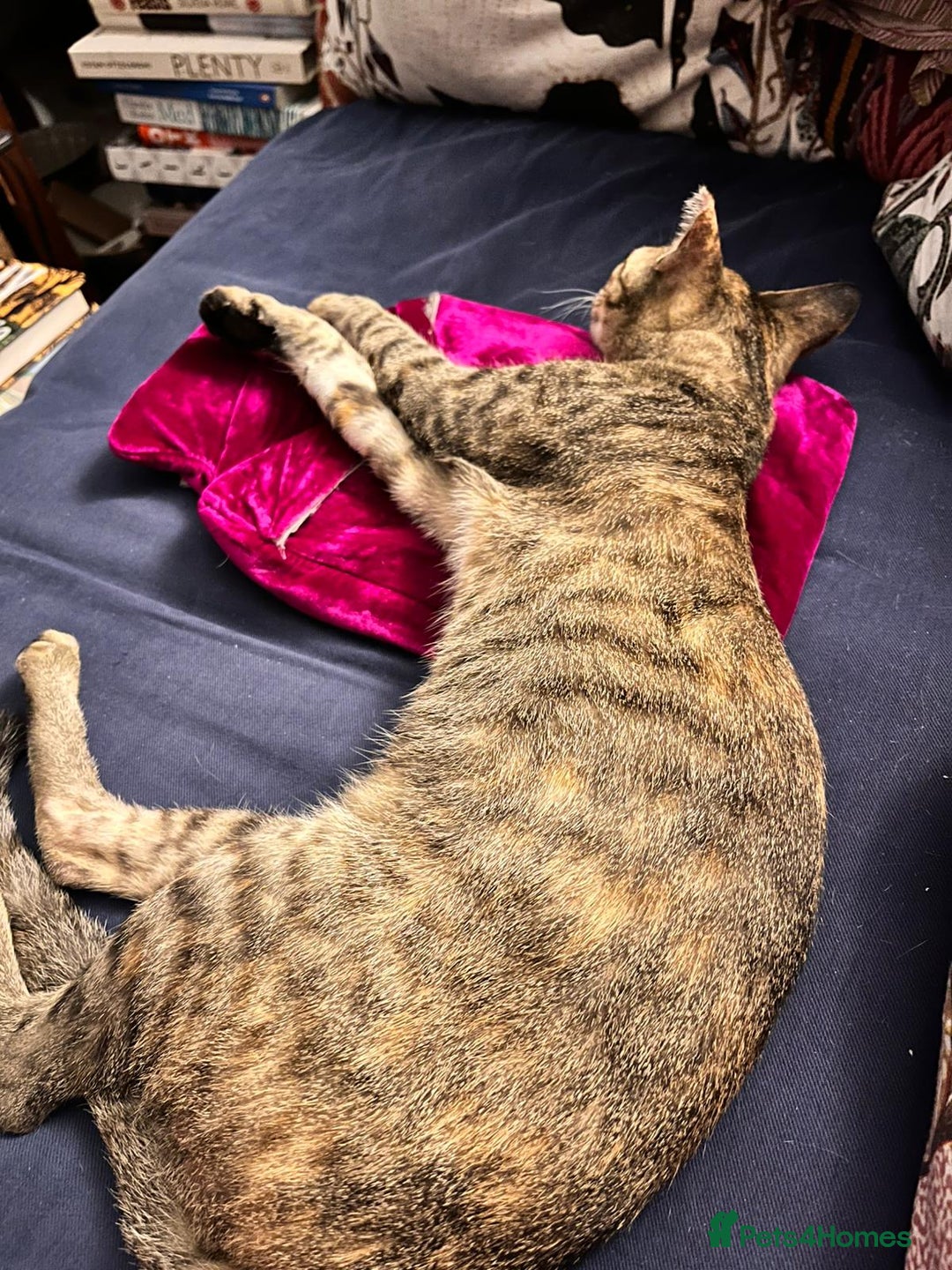 Mixed Breed cats for adoption: Sassy girl seeks experienced cat person  - Image 4