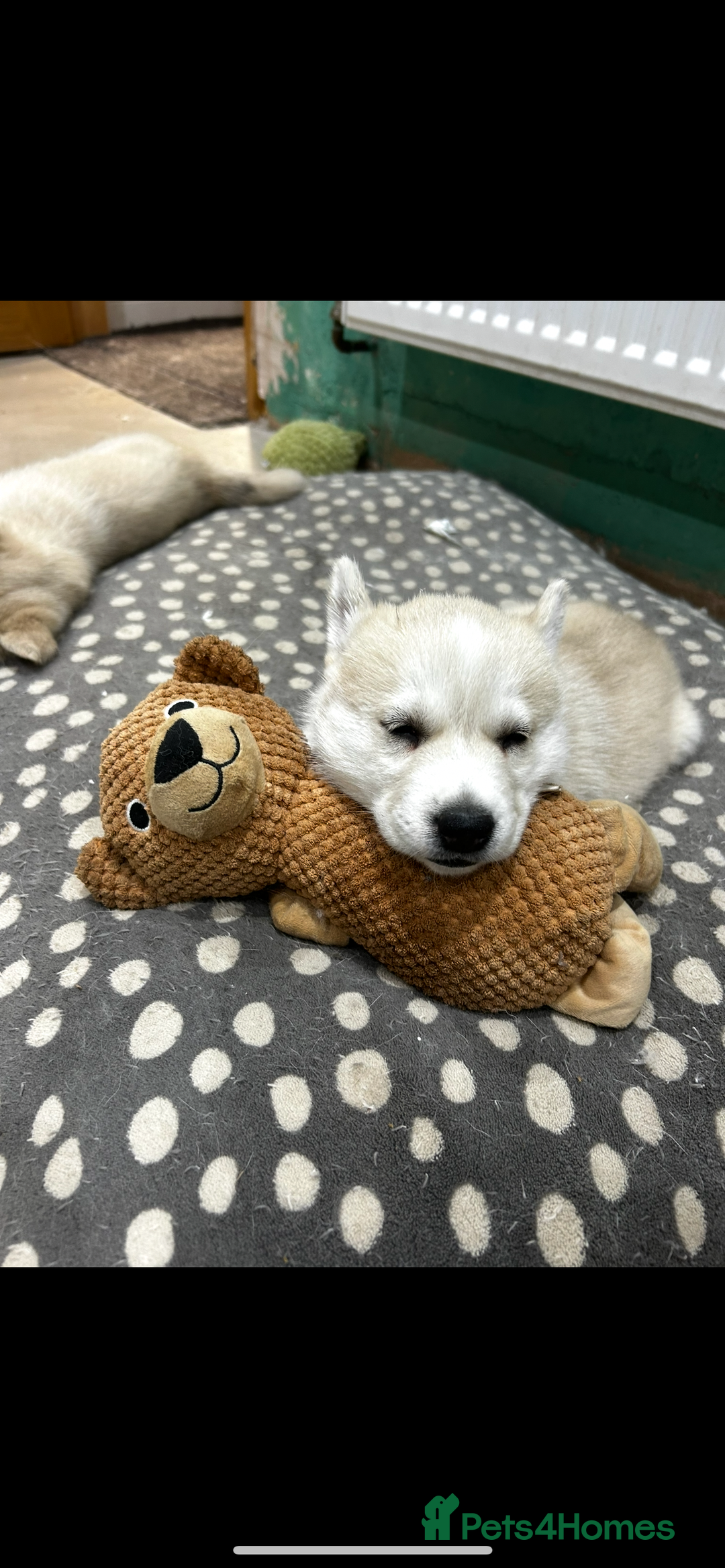 Mixed Breed dogs for sale: Siberian husky - Advert 3