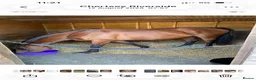 Other Breed horses for sale: Dark bay mare - Advert 6