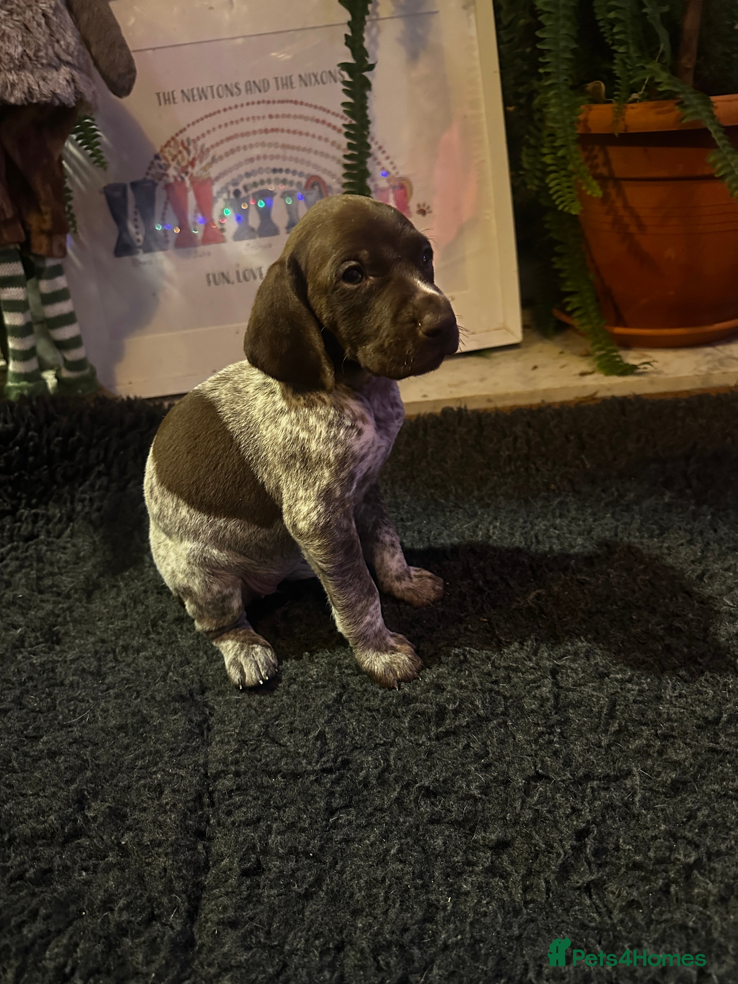 German Shorthaired Pointer dogs German shorthaired pointer pups - Advert 18