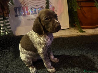 German Shorthaired Pointer dogs German shorthaired pointer pups - Advert 1