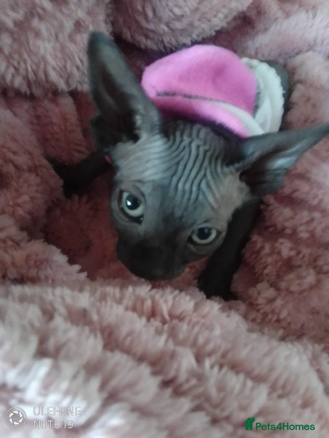Sphynx cats for sale: BABY SPHYNX  in Blackpool - Advert 2