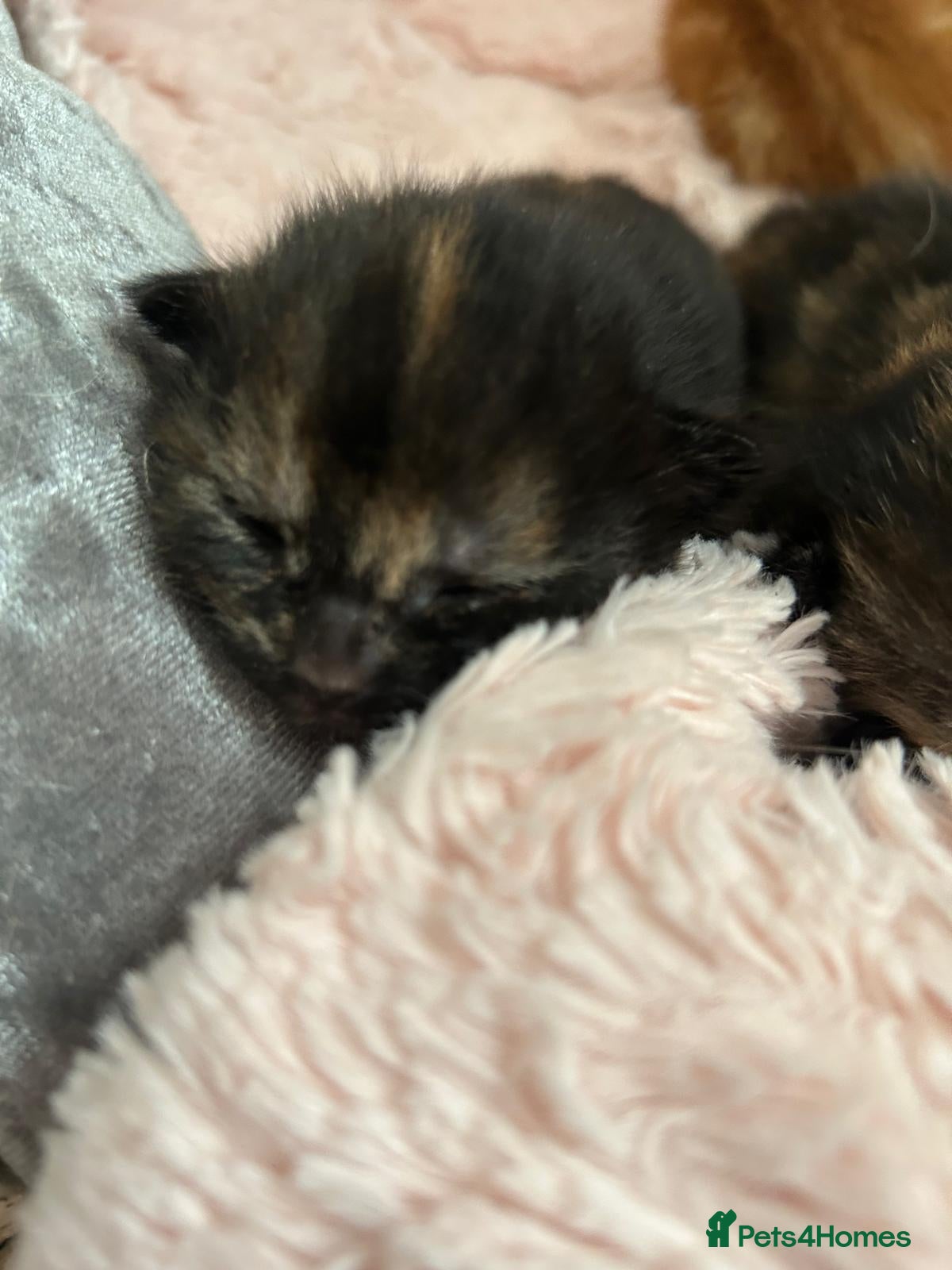 Mixed Breed cats 2 beautiful tortie girls - Advert 1