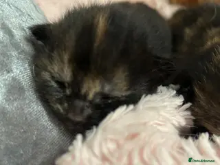 Mixed Breed cats 2 beautiful tortie girls - Advert 1