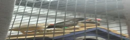 Mixed Breed birds for sale: Finches various - Advert 1