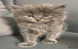 Siberian cats for sale: Siberian Kittens Neva Masquerade White - Image 24