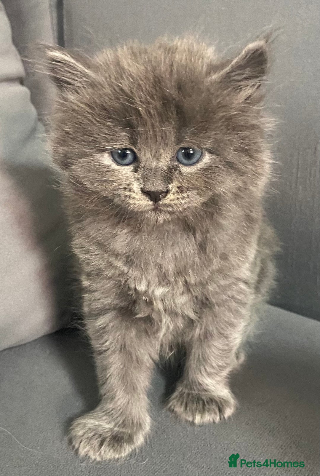 Siberian cats for sale: Siberian Kittens Neva Masquerade White - Image 24