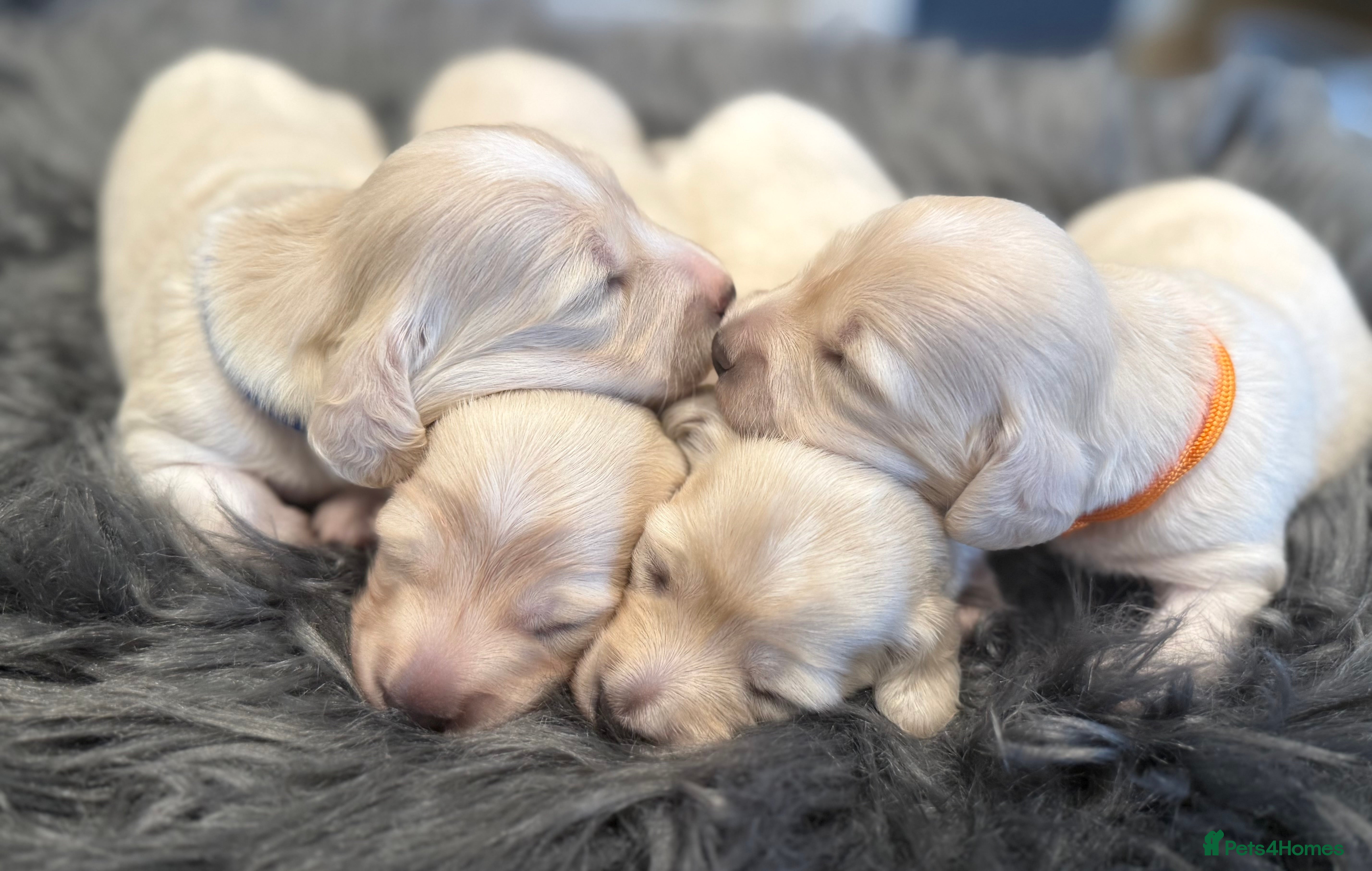 Miniature Dachshund dogs Exceptional KC Reg Miniature L/H Dachshund Puppies - Advert 2