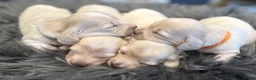 Miniature Dachshund dogs for sale: Exceptional KC Reg Miniature L/H Dachshund Puppies - Advert 2