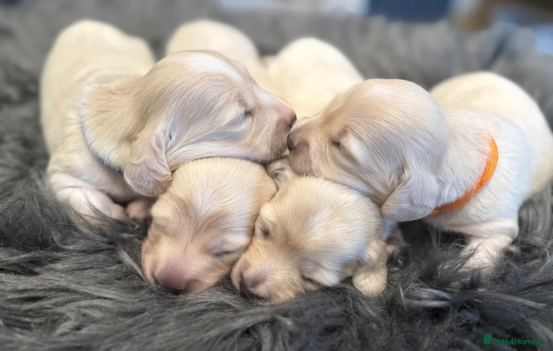 Miniature Dachshund dogs for sale: Exceptional KC Reg Miniature L/H Dachshund Puppies - Advert 2