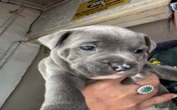 Staffordshire Bull Terrier dogs for sale: Stunning Blue Pure Bred Staffie Puppies - Image 6