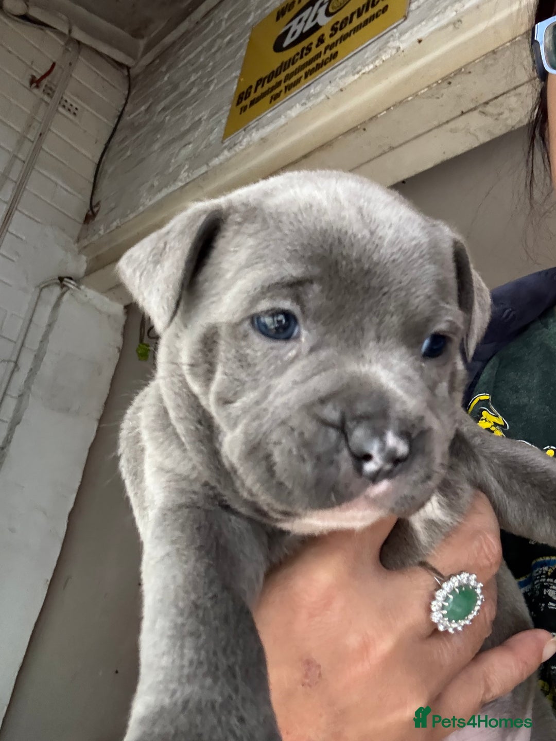 Staffordshire Bull Terrier dogs for sale: Stunning Blue Pure Bred Staffie Puppies - Image 6