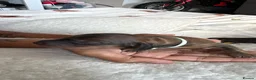 Dachshund dogs for sale: Miniature dachshund  in Kilmarnock - Advert 12