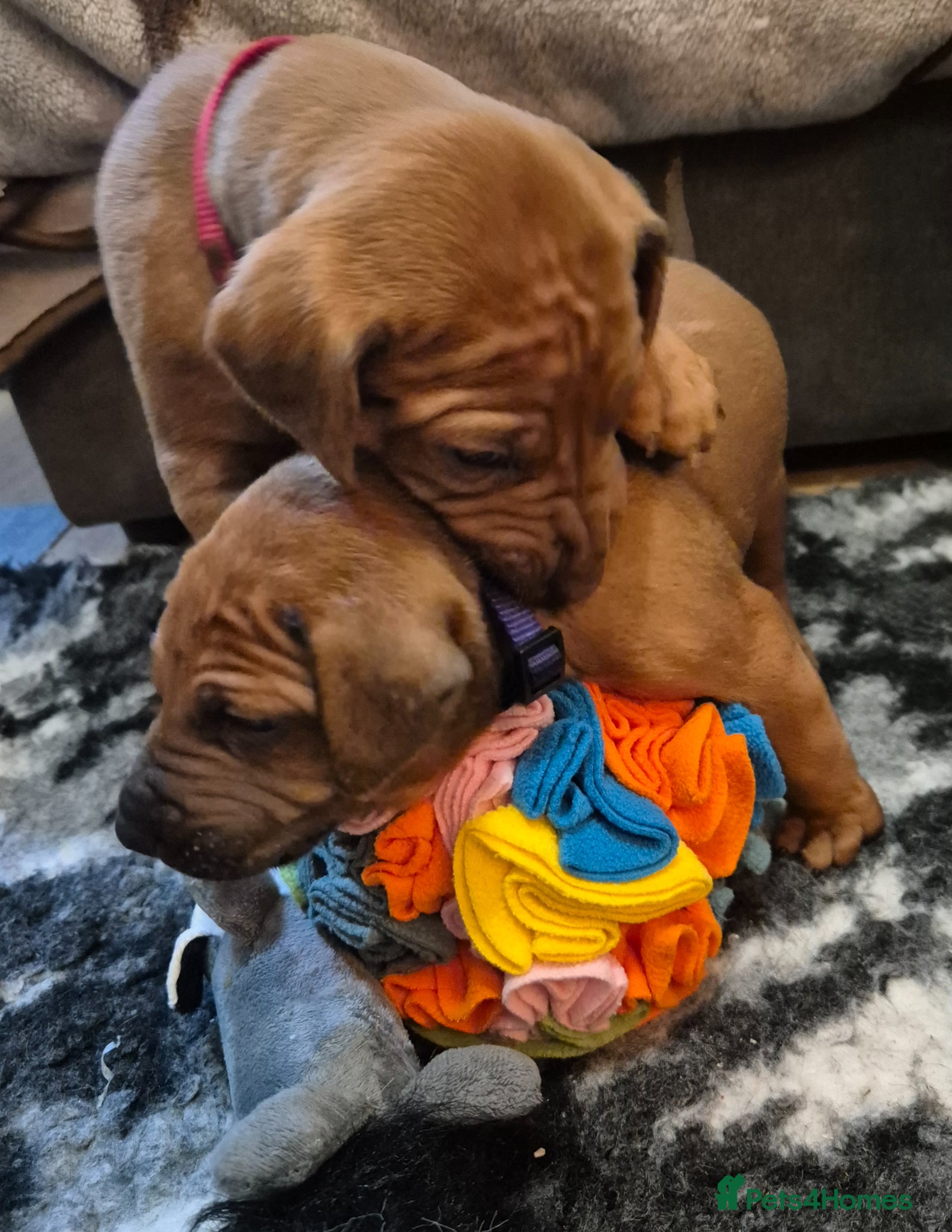 Rhodesian Ridgeback dogs ADORABLE RR PUPS! BOTH PARENTS DNA HEALTH CHECKED  - Advert 2