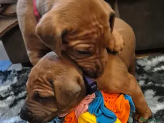 Rhodesian Ridgeback dogs ADORABLE RR PUPS! BOTH PARENTS DNA HEALTH CHECKED - Advert 2