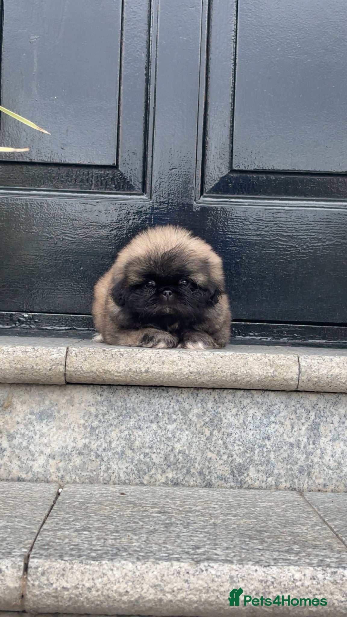 Pekingese dogs Stunning high quality Pekingese puppies KC REG  - Advert 2