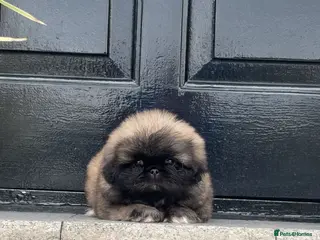 Pekingese dogs Stunning high quality Pekingese puppies KC REG - Advert 2