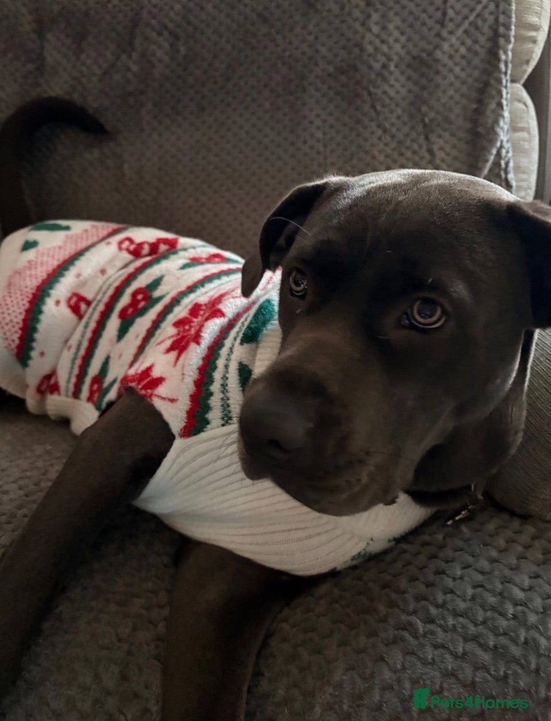 Cane Corso dogs for sale: 9 month old cane corso - Advert 16