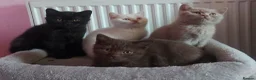British Shorthair cats for sale: Cinnamon and lilac boys ready to steal your heart - Advert 1