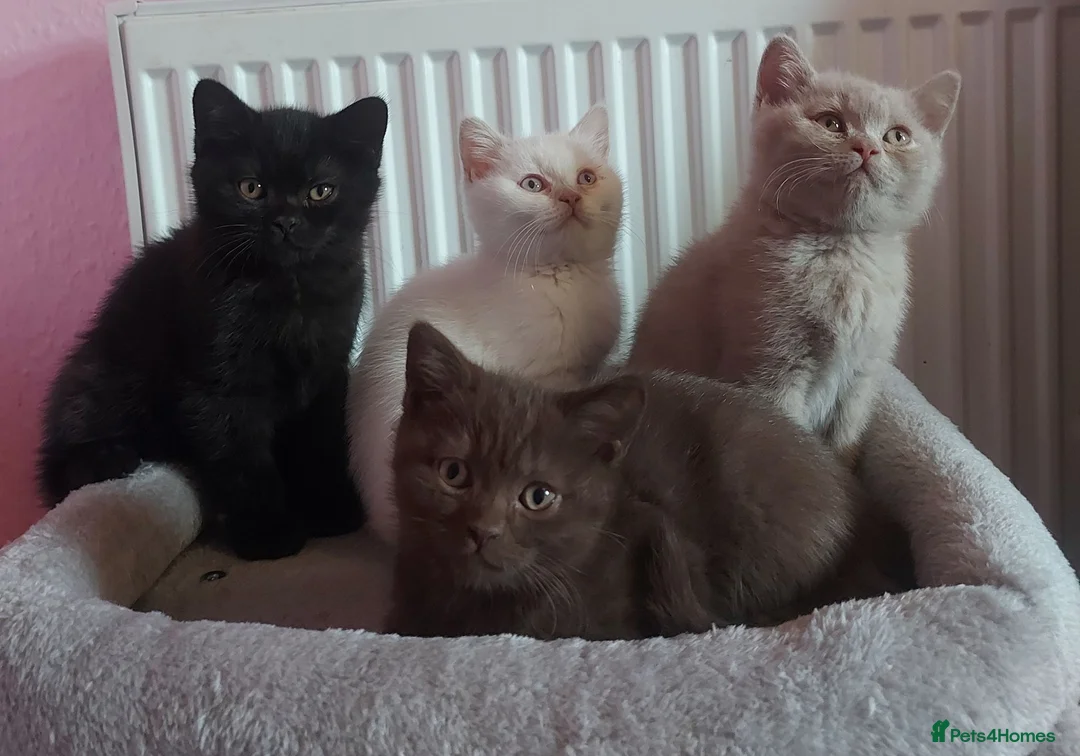 British Shorthair cats for sale: Cinnamon and lilac boys ready to steal your heart - Advert 1