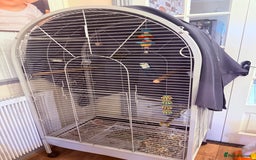 Conures birds for sale: 2 Crimson Conure ( red bellied conure - Image 3