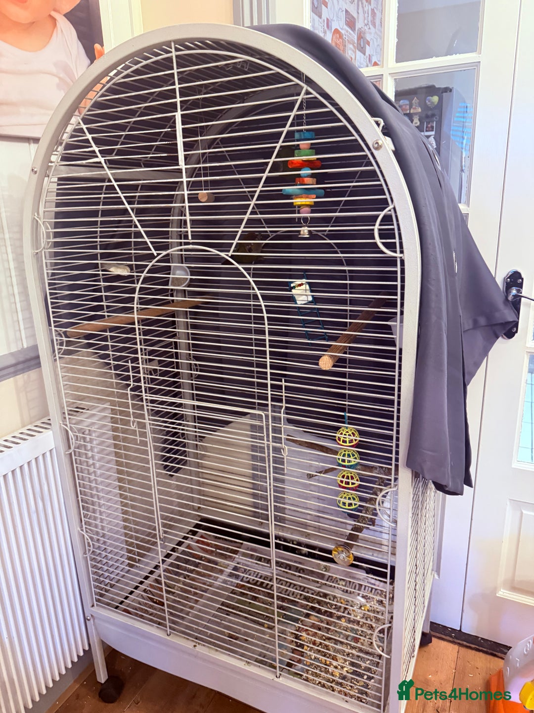 Conures birds for sale: 2 Crimson Conure ( red bellied conure - Image 3