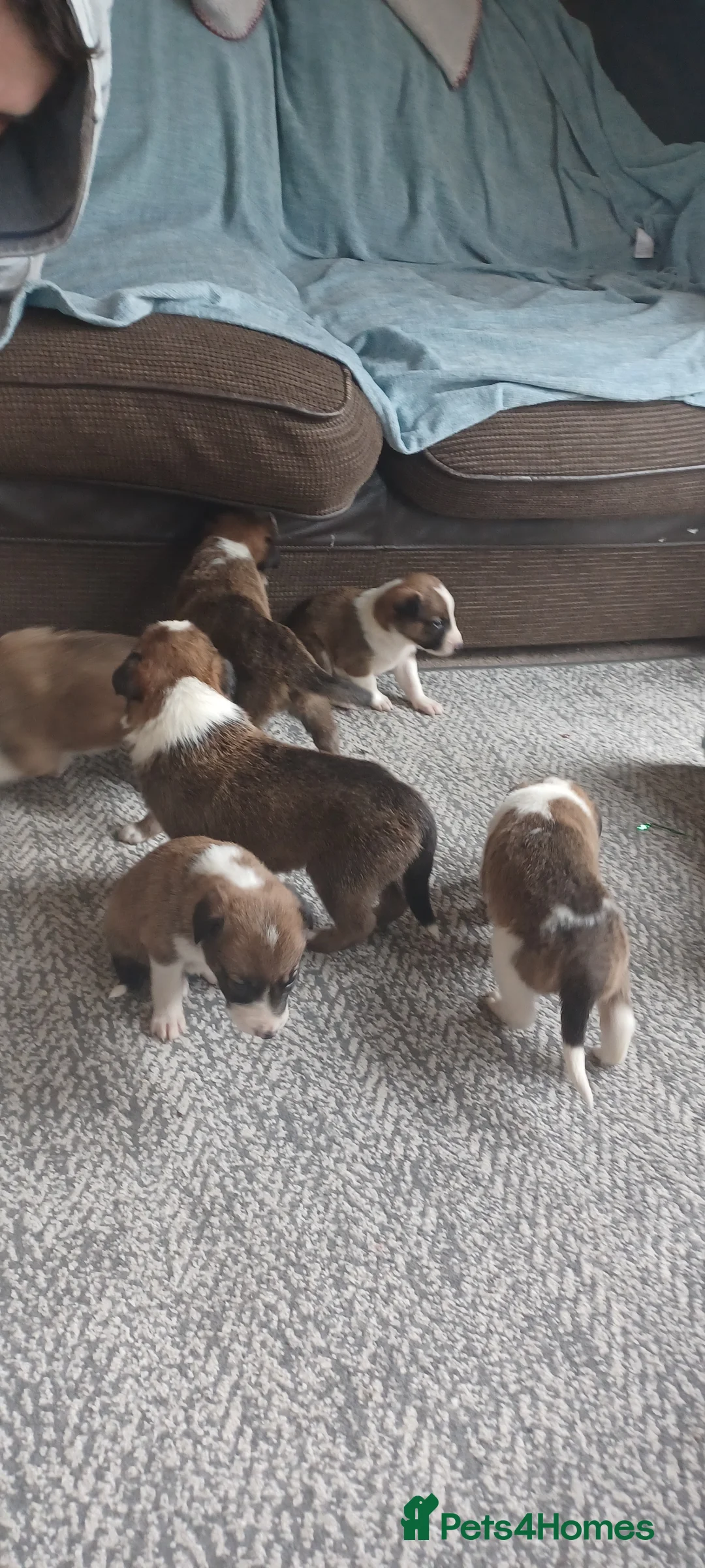 Border Collie dogs for sale: Collie puppies for sale ONLY BOYS AVAILABLE - Advert 8