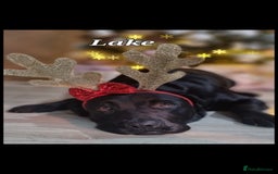 Labrador Retriever dogs for sale: 💫Stunning chocolate and black labrador pups 💫 - Image 33