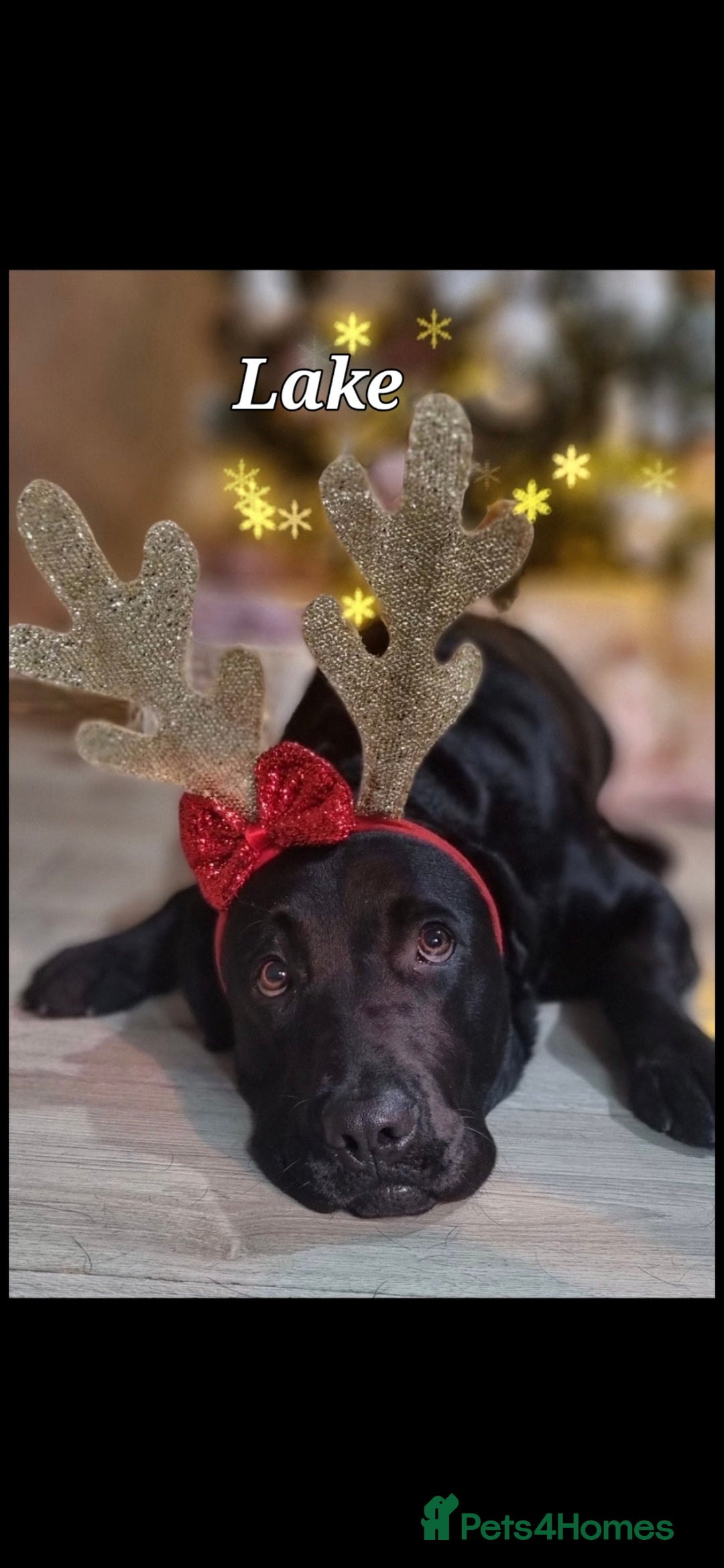 Labrador Retriever dogs for sale: 💫Stunning chocolate and black labrador pups 💫 - Image 33