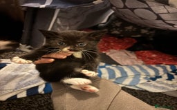 Mixed Breed cats for sale: Female kitten  - Image 5
