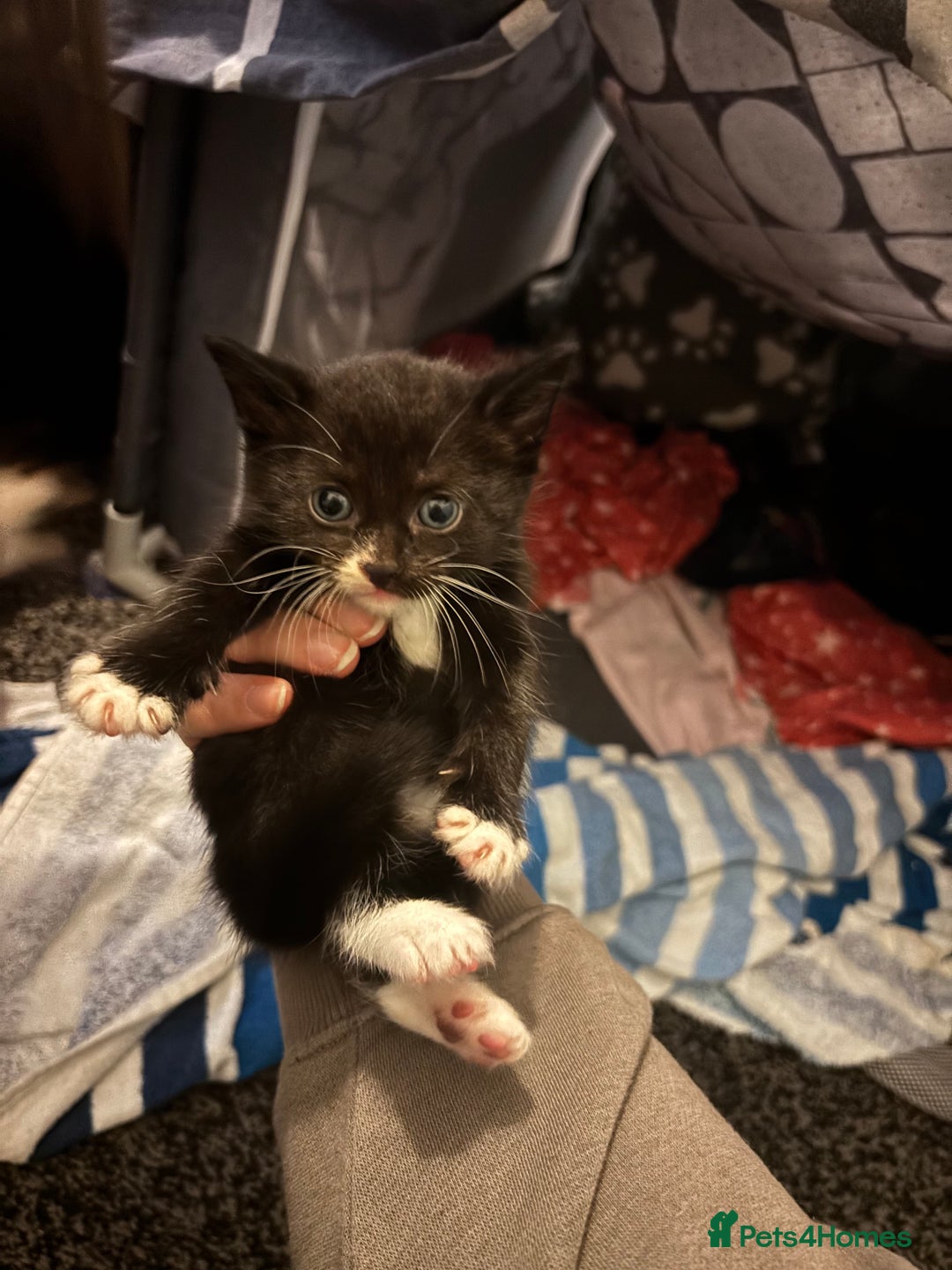 Mixed Breed cats for sale: Female kitten  - Image 5