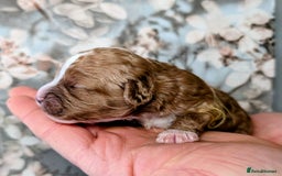 Toy Poodle dogs for sale: 🖤CAVAPOO BABIES🖤TESTED PARENTS! - Advert 12