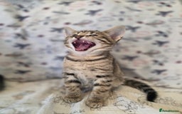 Maine Coon cats for sale: Maine coon x kittens - Image 5