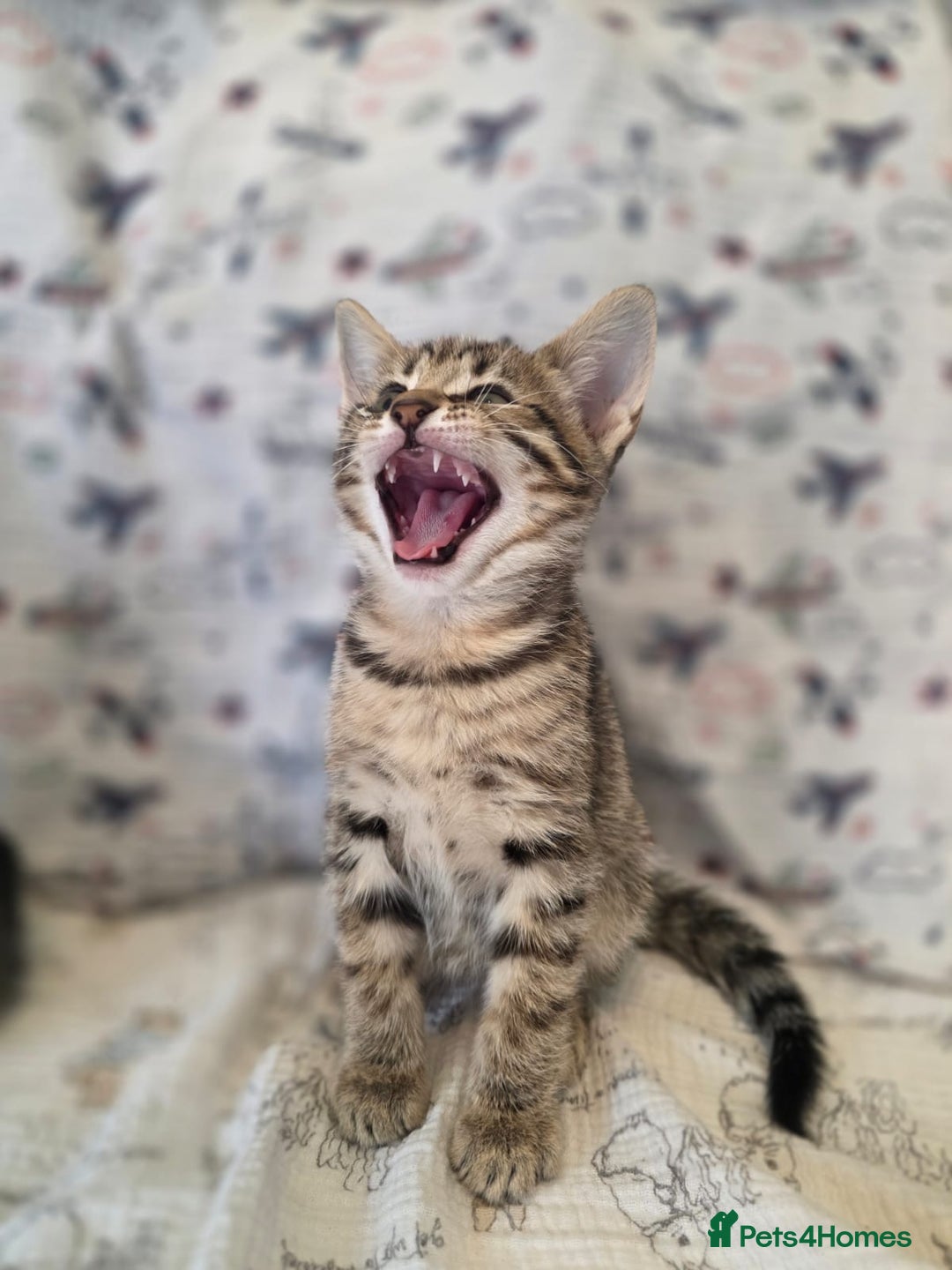 Maine Coon cats for sale: Maine coon x kittens - Image 5