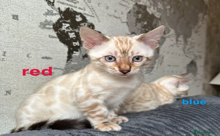 Bengal cats - Advert 5