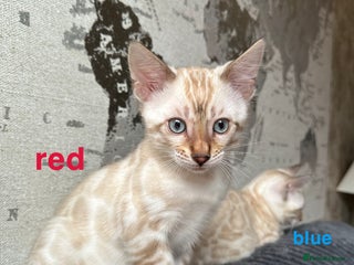 Bengal cats TICA reg Bengal Kittens - 2 male Snow Lynx - Advert 3