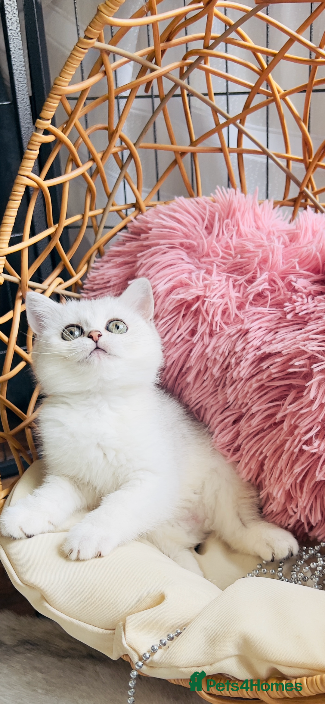 Scottish Fold cats for sale: 💞Beautiful Scottish Fold and Straight kittens🐾 - Image 14