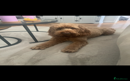 Cockapoo dogs for sale: Cockapoo - Image 20