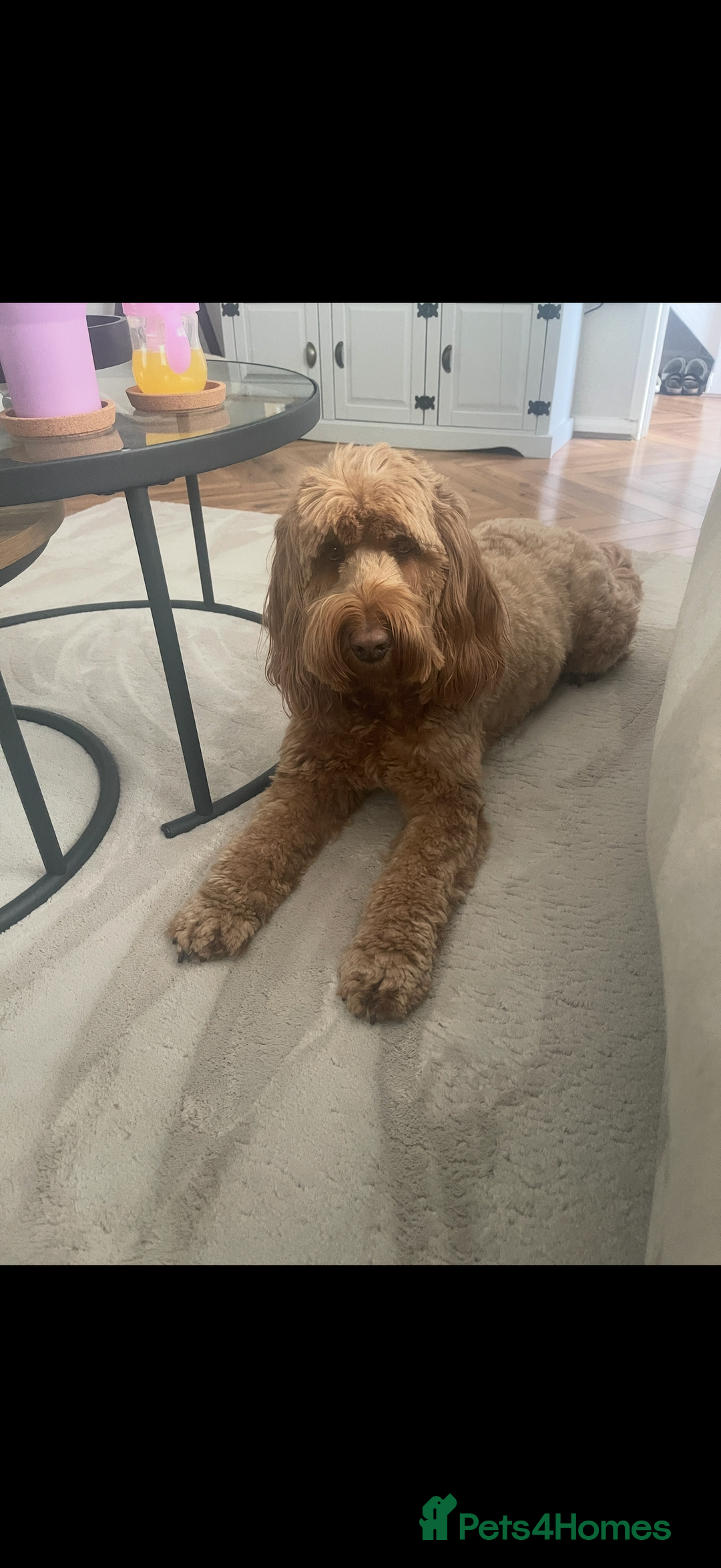 Cockapoo dogs for sale: Cockapoo - Image 20