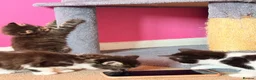 Mixed Breed cats for sale: Kittens for sale  - Advert 7