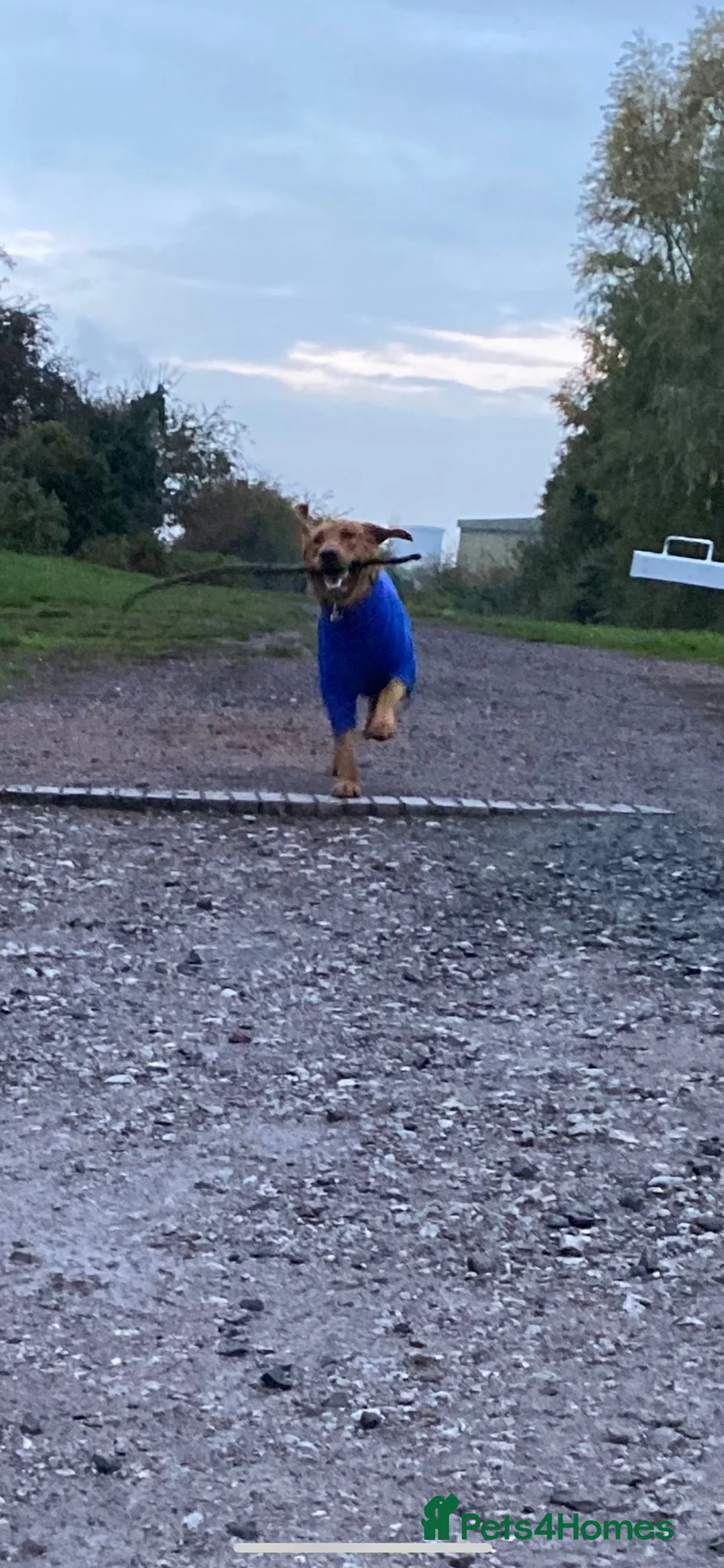 Labrador Retriever dogs for stud: Pedigree Health tested Fox Red Labrador for stud  in Wolverhampton - Advert 17